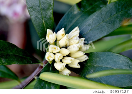 東京都三鷹市の植物 三鷹中原に咲く白色ジンチョウゲの蕾 東京都三鷹市の植物 三鷹中原に咲く白色ジンチョウゲの蕾 36957127