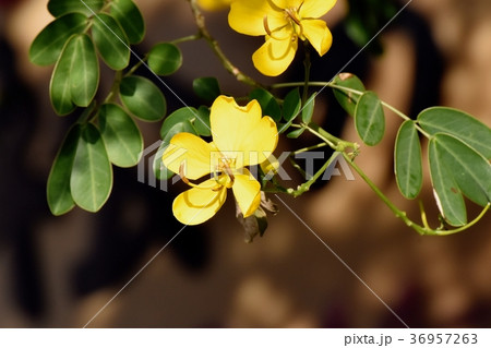 東京都三鷹市の植物 三鷹中原に咲くコバノセンナ 36957263