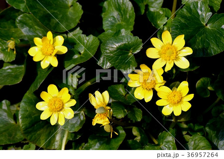 東京都三鷹市の植物 三鷹中原に咲くツワブキの花 東京都三鷹市の植物 三鷹中原に咲くツワブキの花 36957264