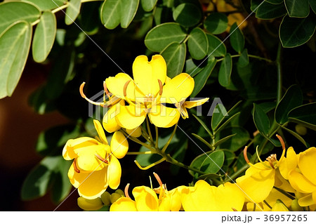 東京都三鷹市の植物 三鷹中原に咲くコバノセンナ 東京都三鷹市の植物 三鷹中原に咲くコバノセンナ 36957265