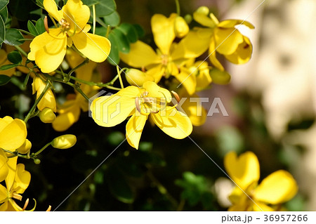 東京都三鷹市の植物 三鷹中原に咲くコバノセンナ 東京都三鷹市の植物 三鷹中原に咲くコバノセンナ 36957266