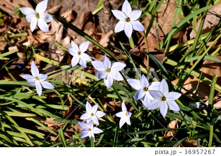 東京都三鷹市の植物 三鷹仙川公園に咲くハナニラ 36957267