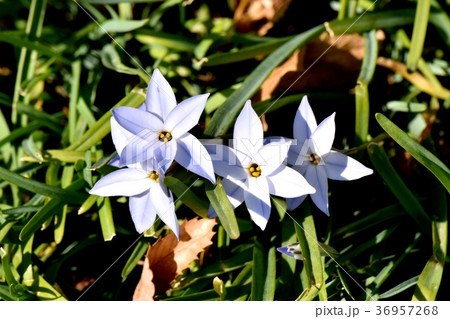 東京都三鷹市の植物 三鷹仙川公園に咲くハナニラ 36957268