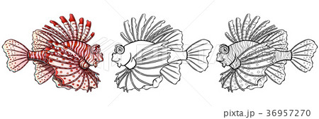 Loinfish colorfull on a white background 36957270