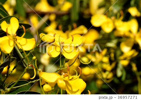 東京都三鷹市の植物 三鷹中原に咲くコバノセンナ 東京都三鷹市の植物 三鷹中原に咲くコバノセンナ 36957271