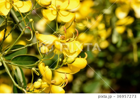 東京都三鷹市の植物 三鷹中原に咲くコバノセンナ 東京都三鷹市の植物 三鷹中原に咲くコバノセンナ 36957273