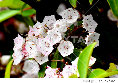 東京都三鷹市の植物 三鷹中原に咲くカルミナ(アメリカシャクナゲ) 東京都三鷹市の植物 三鷹中原に咲くカルミナ(アメリカシャクナゲ) 36957502