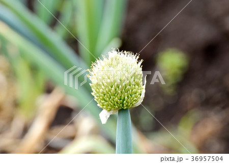東京都三鷹市の植物 三鷹中原に咲くネギの花 36957504