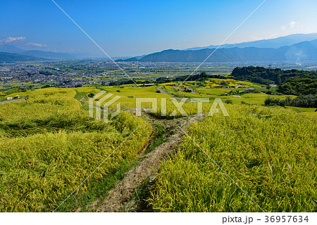 秋の姨捨の棚田 千曲市に広がる黄金色の稲穂と善光寺平を見下ろす絶景 秋の姨捨の棚田 千曲市に広がる黄金色の稲穂と善光寺平を見下ろす絶景 36957634