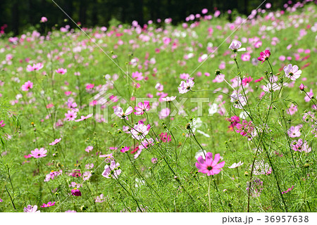 黒姫高原の秋のコスモス 36957638