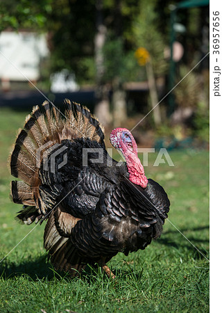 放し飼いの七面鳥 36957656