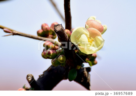 東京都三鷹市の植物 三鷹中原に咲くサラサボケ(更紗木瓜) 東京都三鷹市の植物 三鷹中原に咲くサラサボケ(更紗木瓜) 36957689