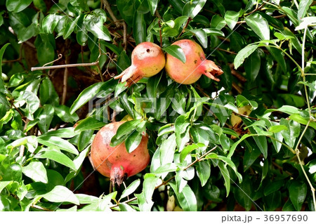 東京都三鷹市の植物 三鷹中原になるザクロの実 東京都三鷹市の植物 三鷹中原になるザクロの実 36957690