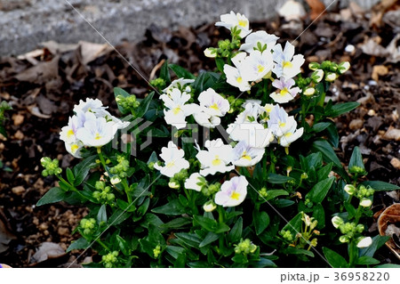 東京都三鷹市の植物 三鷹中原に咲くリナリア 36958220