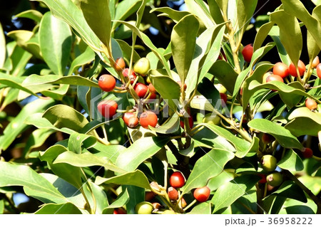 東京都三鷹市の植物 三鷹中原になるモチノキの実 東京都三鷹市の植物 三鷹中原になるモチノキの実 36958222