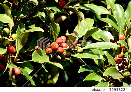 東京都三鷹市の植物 三鷹中原になるモチノキの実 36958224