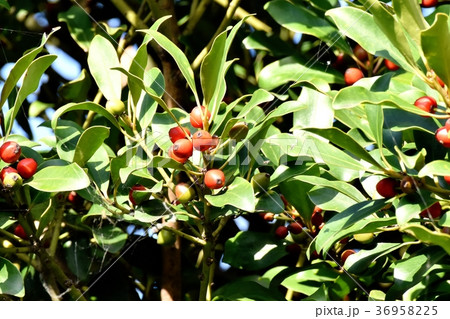 東京都三鷹市の植物 三鷹中原になるモチノキの実 36958225