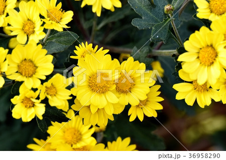 東京都三鷹市の植物 三鷹中原に咲くスプレーギク 東京都三鷹市の植物 三鷹中原に咲くスプレーギク 36958290