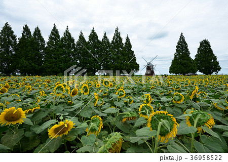 夏のあけぼの山農業公園 風車を背景に一面に咲き誇る鮮やかなひまわり畑 夏のあけぼの山農業公園 風車を背景に一面に咲き誇る鮮やかなひまわり畑 36958522