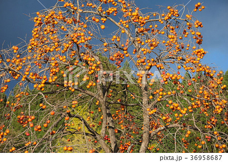 渋柿収穫期 36958687