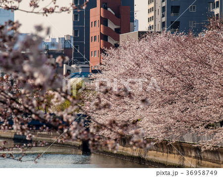 東京都江東区大横川の桜並木 36958749