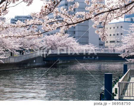 東京都江東区大横川の桜(越中島橋) 36958750