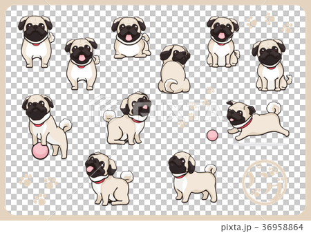 Pug 01 36958864