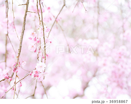 ハイキー調のしだれ桜 一面 ハイキー調のしだれ桜 一面 36958867