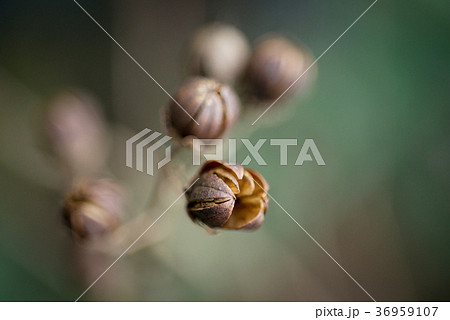 百日紅 サルスベリ さるすべり 36959107