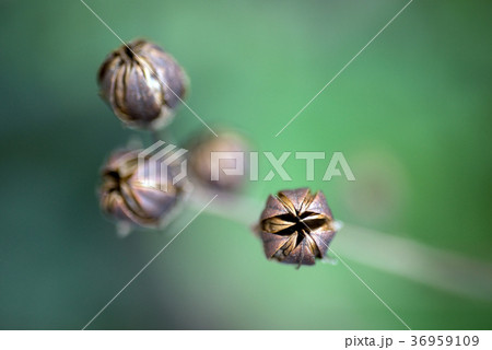 百日紅 サルスベリ さるすべり 36959109