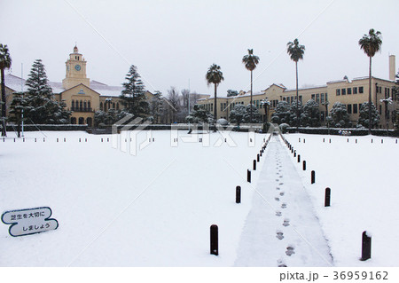 雪の関西学院大学の中央芝生と時計台 雪の関西学院大学の中央芝生と時計台 36959162