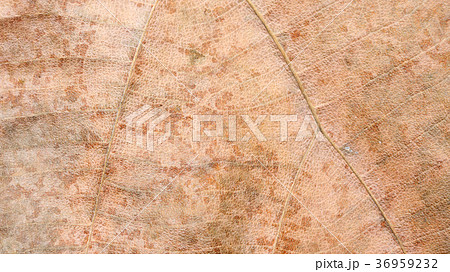 Close up of dry Teak leaves for a background. Close up of dry Teak leaves for a background. 36959232