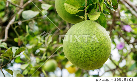 Pomelo tree in an orchard. Pomelo tree in an orchard. 36959233
