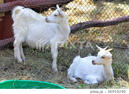 Two white goats grazing in a paddock 36959290