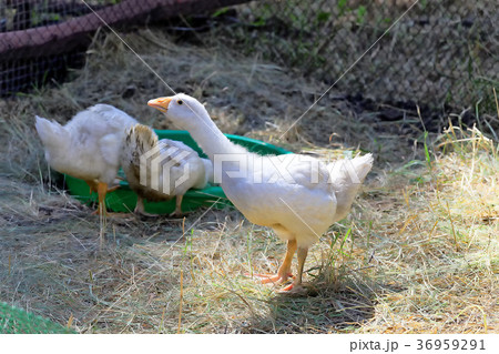 Geese graze in the paddock 36959291
