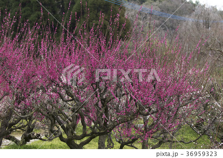 普光寺 梅の花、 普光寺 梅の花、 36959323