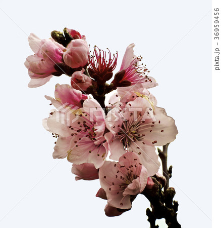 Pink Cherry Blossom 36959456