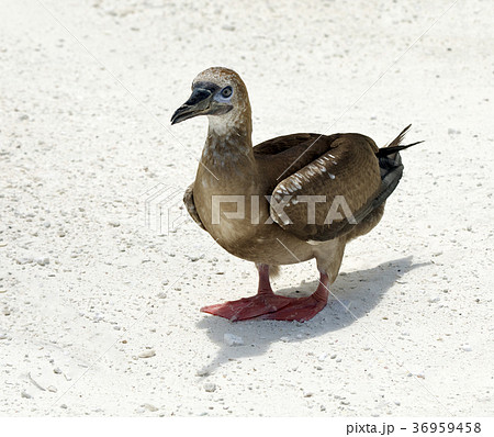 Red-Footed Booby 36959458