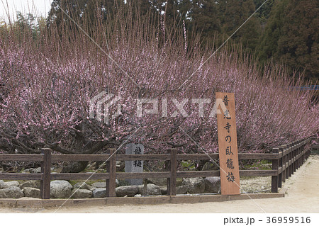 普光寺　臥龍梅、 36959516