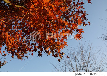 もみじ もみじ 36959650