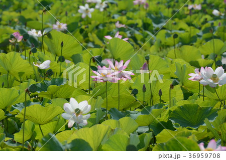 ハスの花 36959708