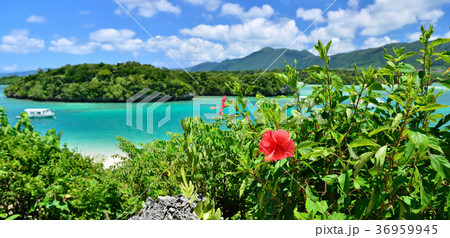 沖縄県石垣島 ハイビスカスと川平湾 沖縄県石垣島 ハイビスカスと川平湾 36959945