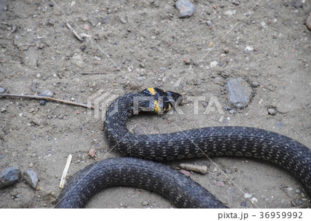 Grass snake, crawling along the ground. Non 36959992