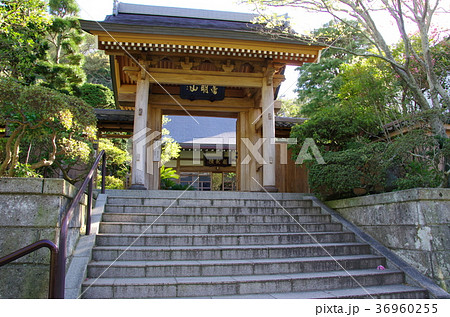 成就院（神奈川県鎌倉市） 36960255