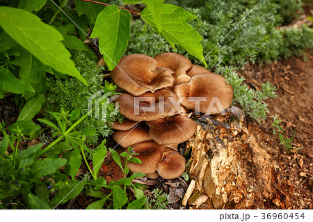 Mushrooms 36960454
