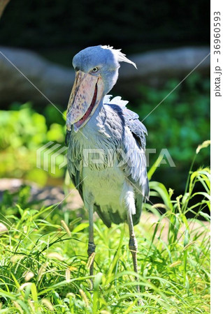 ハシビロコウ 36960593