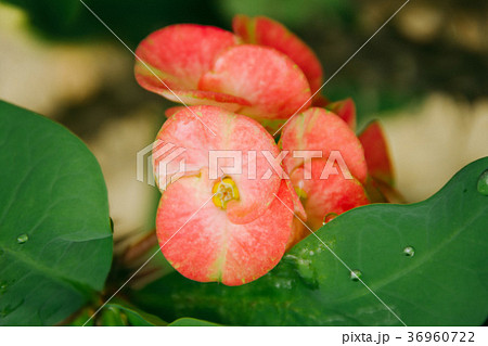 Closeup Poi Sian flowers pink and green 36960722