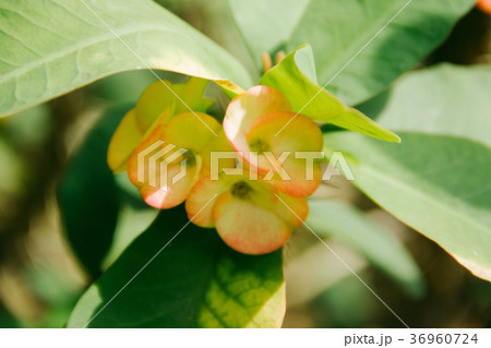 Closeup Poi Sian flowers pink and green Closeup Poi Sian flowers pink and green 36960724