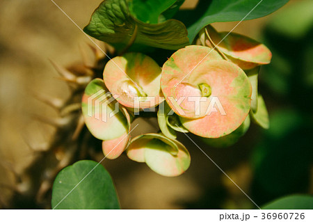 Closeup Poi Sian flowers pink and green Closeup Poi Sian flowers pink and green 36960726
