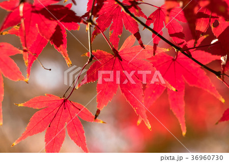 清澄公園 秋の紅葉 清澄公園 秋の紅葉 36960730